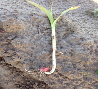 Majs sået den 28. april i Nordjylland