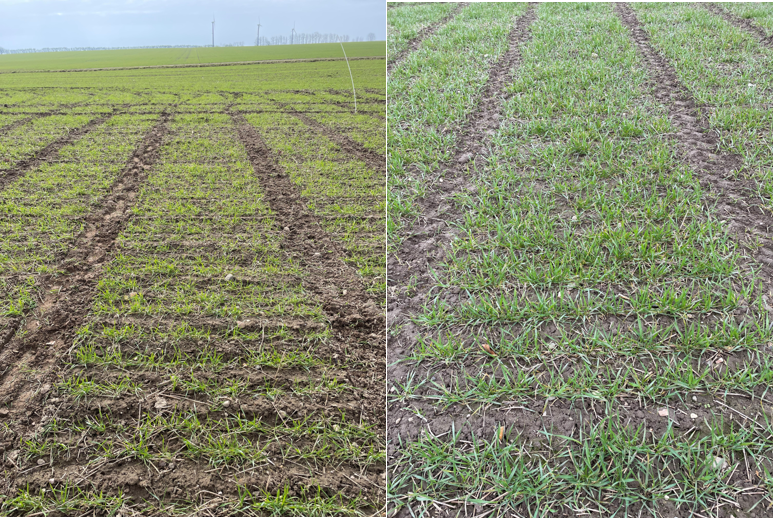 Fotos af g&oslash;dede parceller 