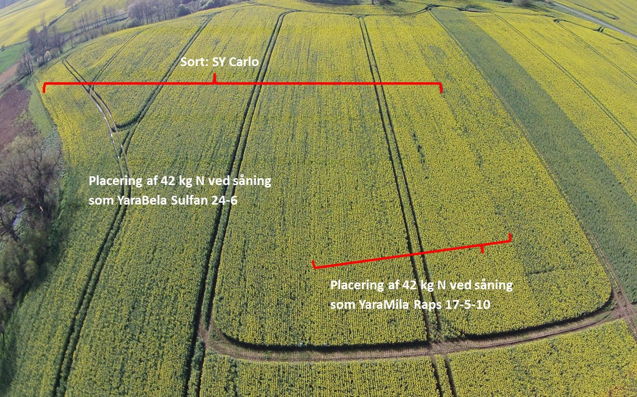 Forskel på efterårsgødskning med henholdsvis YaraBela Sulfan og YaraMila Raps. I venstre side er der gødet med YaraBela Sulfan (NS 24-6), mens der midt i billedet er gødet med YaraMila Raps (NPK 17-5-10 m. Mg, S, B)