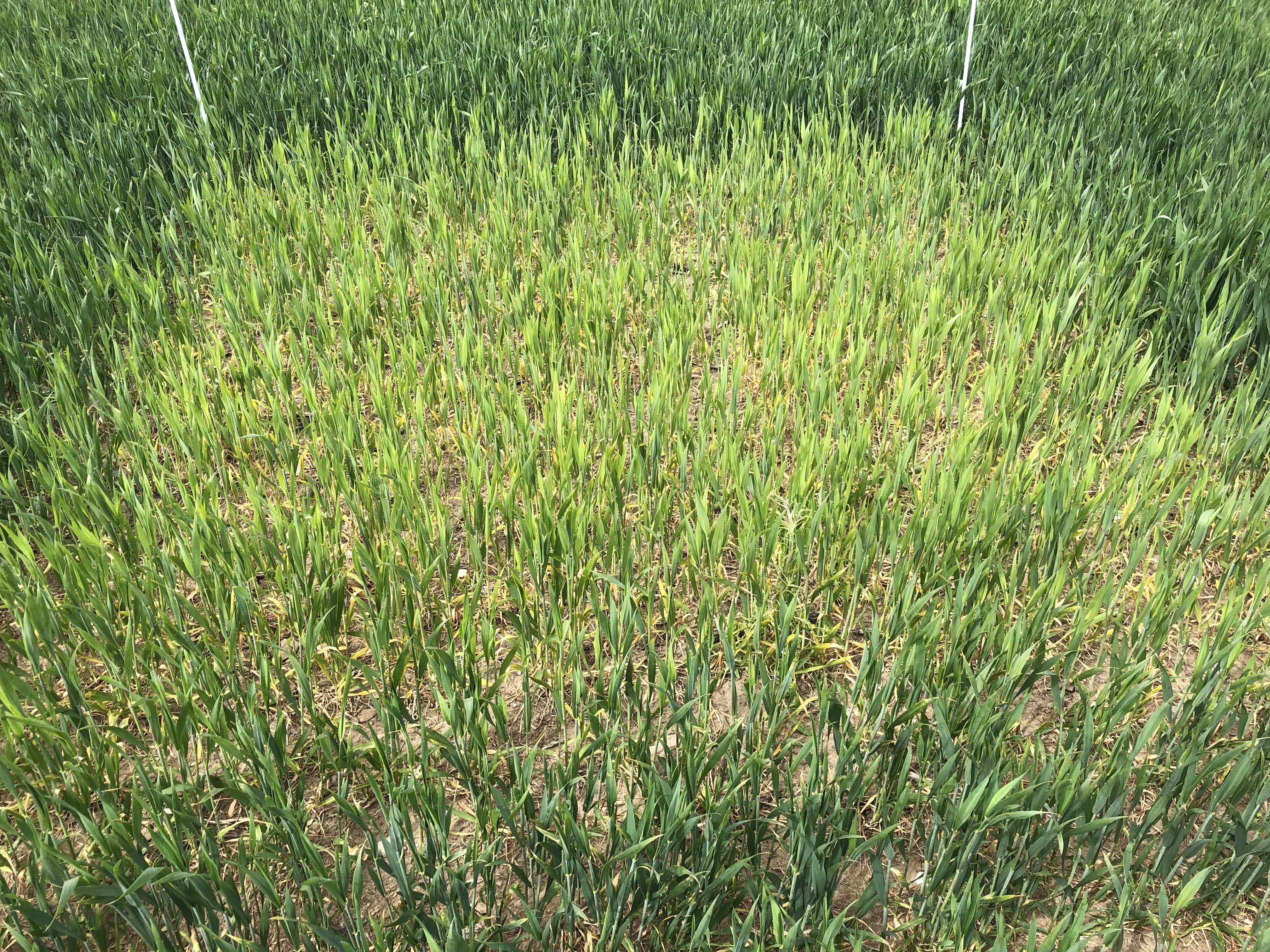 Nulparcel på sjælland