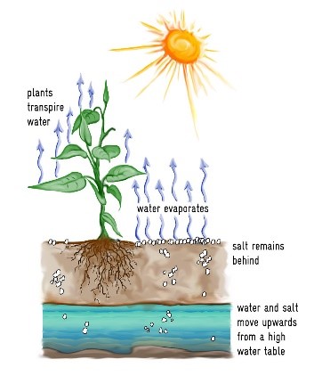 Water circulation in plant.jpg