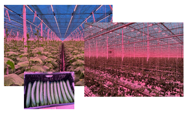 Kulturer der st&aring;r snorlige