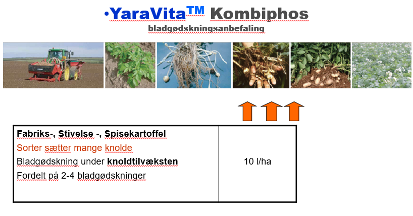 Figur 5: Strategi med YaraVita KOMBIPHOS™ med fokus på knoldtilvækst.