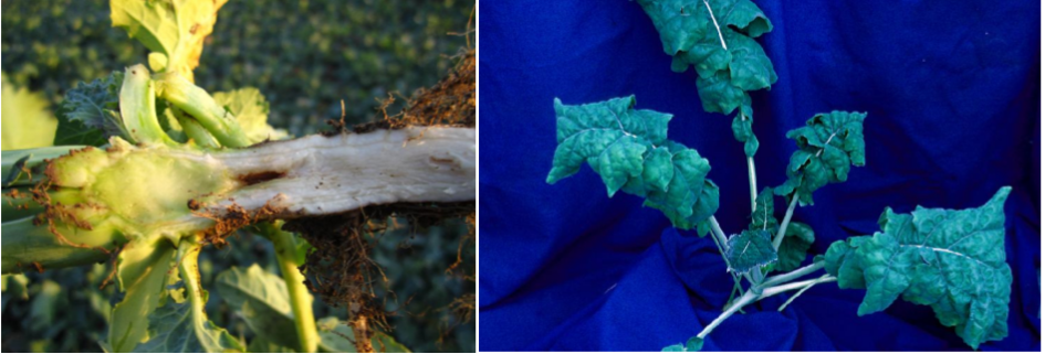 mikronæringsstof mangler i raps