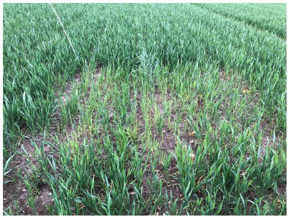 Aars 1 Nulparcel 2.JPG