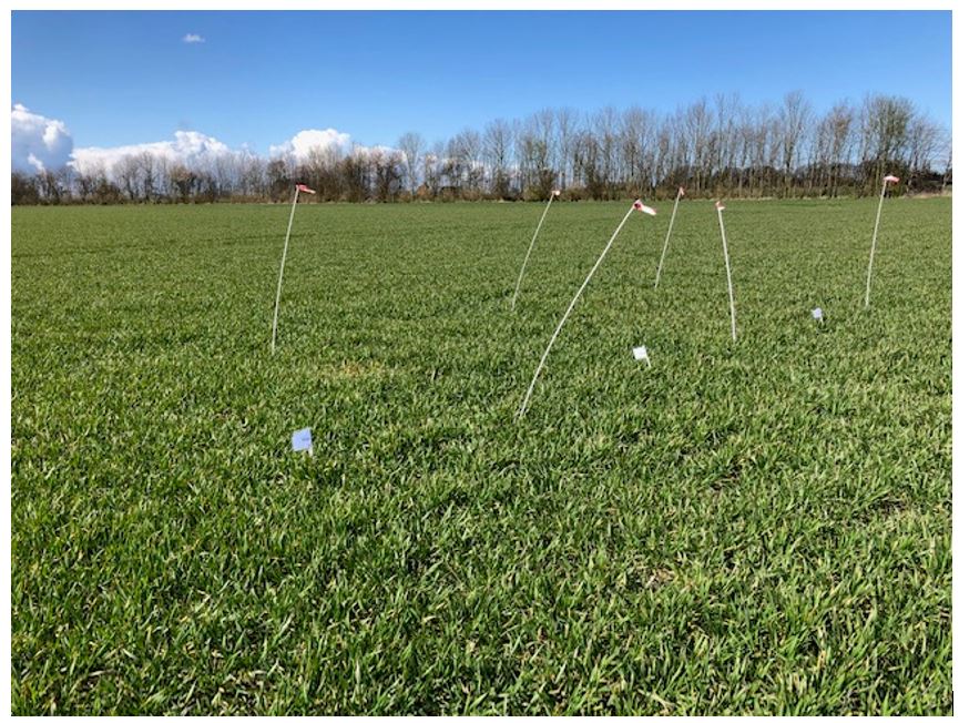 Nakskov 2 nulparcel.JPG