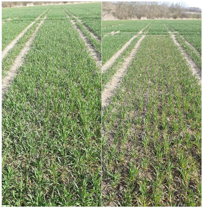 2 Mark 50-0-100 kg N.JPG