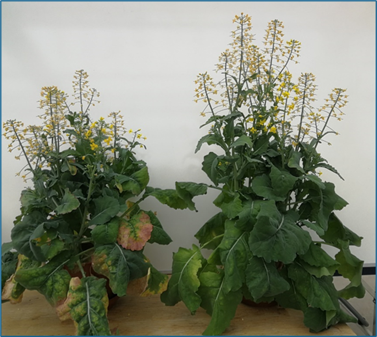 Pottefors&oslash;g med Canola Bio