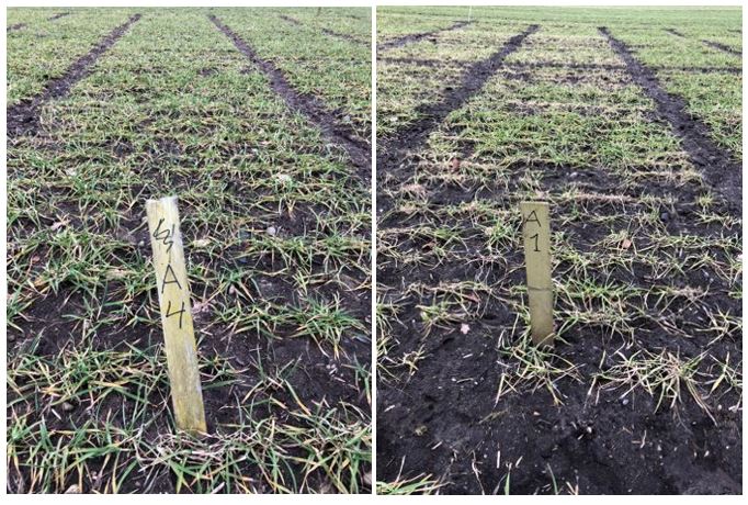 vinterbyg parcel YV Gramitrel.JPG