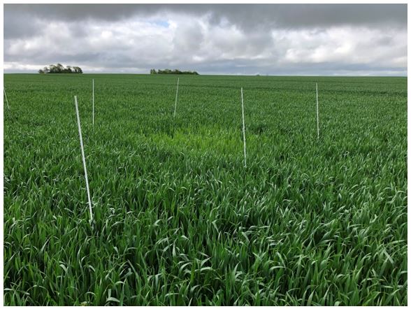 Gjerlev 1 Nulparcel 4.JPG