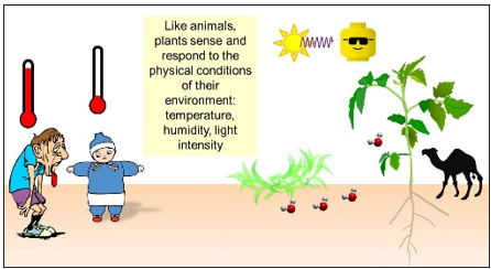 Vand planter - ikke system