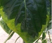 Foto 11 B-mangel.JPG