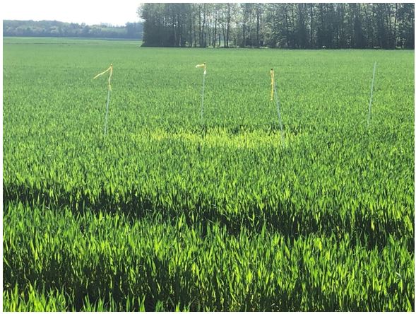 Sæby 1 Nulparcel 3.JPG