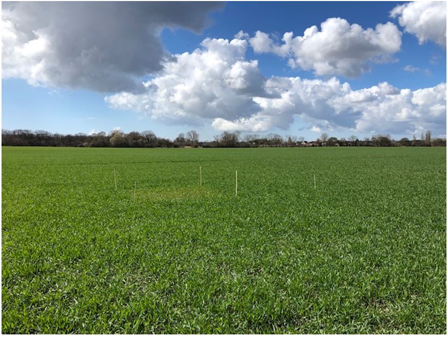 Torreby 2 nulparcel.JPG