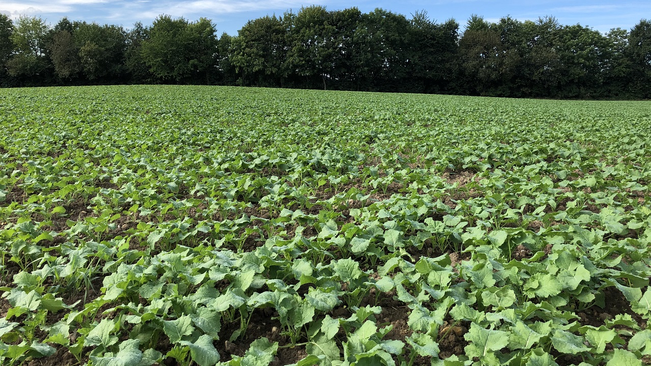 Rapsmark 1 020920.jpg