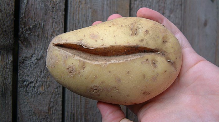 Overvanding kan medføre at kartoflerne revner