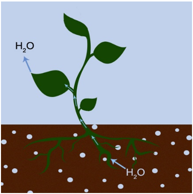 Optimal produktion med mest vand