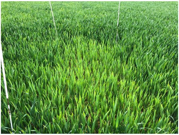 Ribe 1 Nulparcel 2.JPG