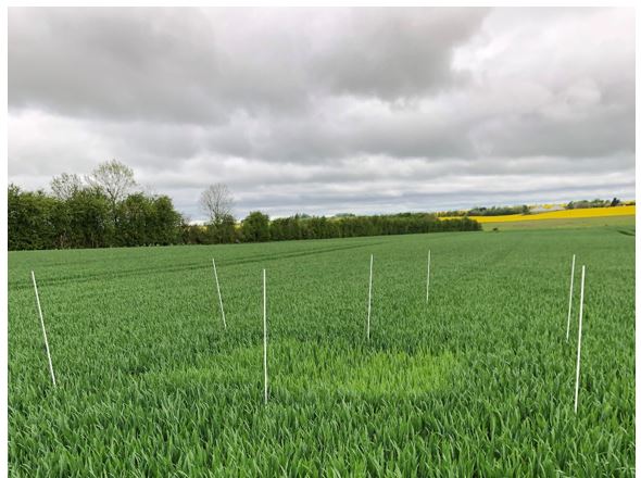 Stouby 1 (Randers) Nulparcel 3.JPG