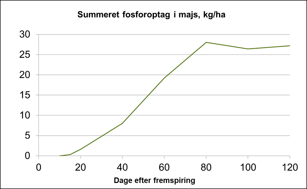 Fosforoptag over tid i majs