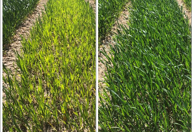 Velas 1 - billede og graf