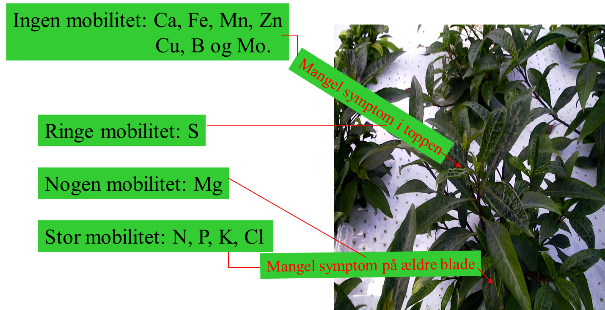 Næringsstof mobilitet.png
